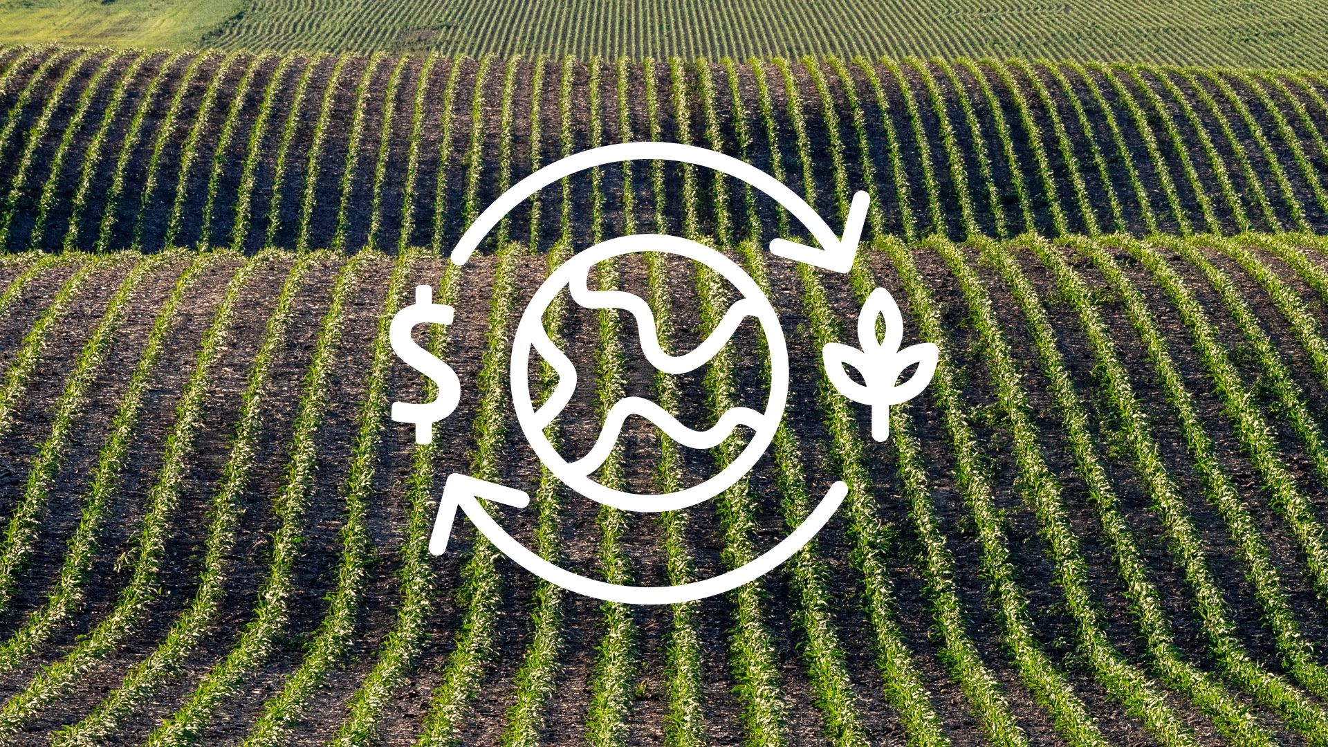 Ikona za prenamjenu na vrhu fotografije polja kukuruza