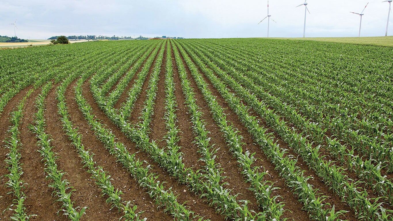 Redovi biljaka kukuruza